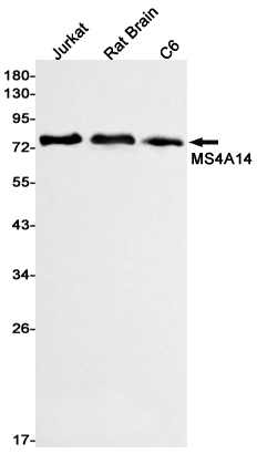 MS4A14 Rabbit mAb[52434]