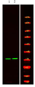 HNRPA0 (Phospho-Ser84) Antibod