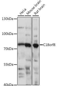 C18orf8 Rabbit Polyclonal Anti