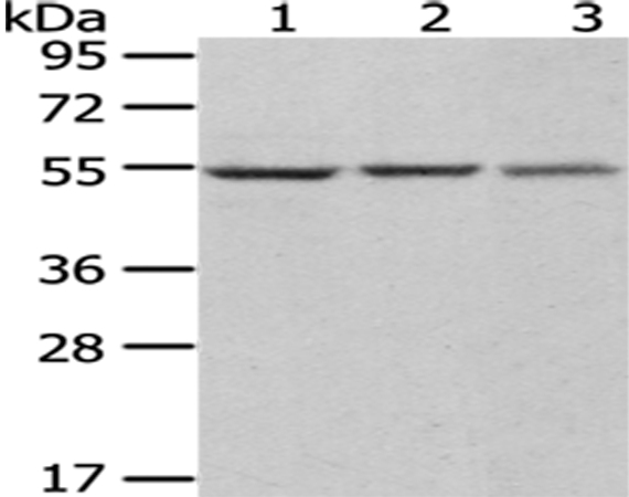 DARS Antibody[43072]