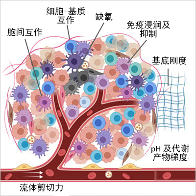 定格癌魔一举一动：从肿瘤微环境到显微视域