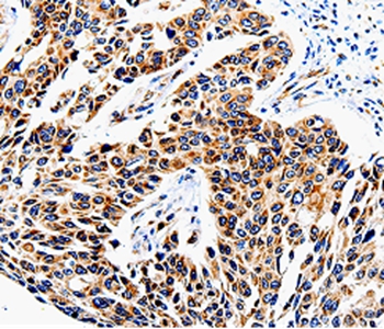 COX16 Antibody[35580]