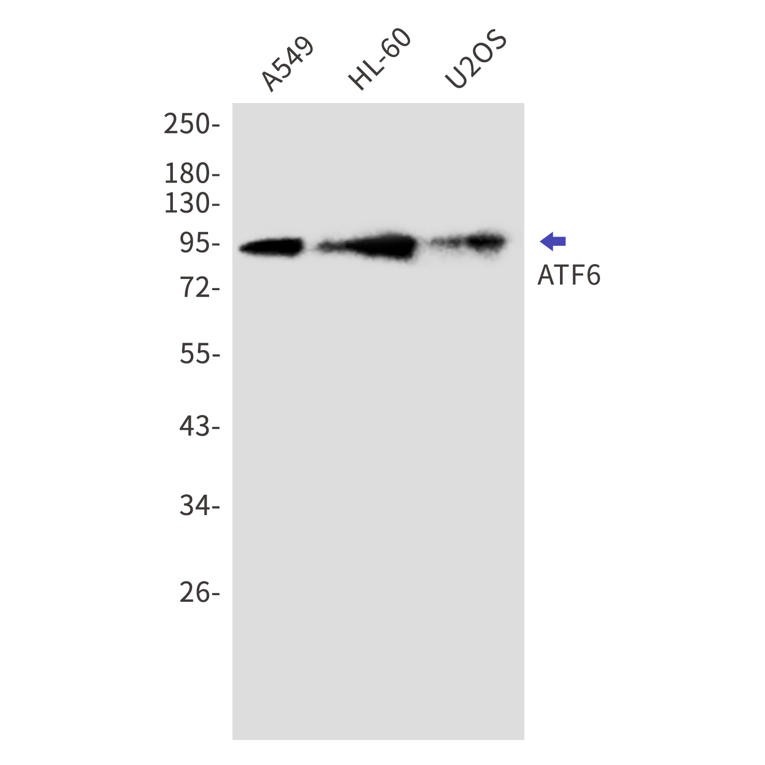ATF6 Rabbit mAb[52717]