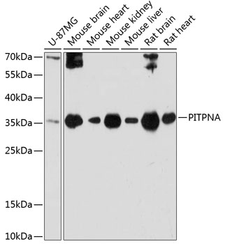 PITPNA Rabbit Polyclonal Antib