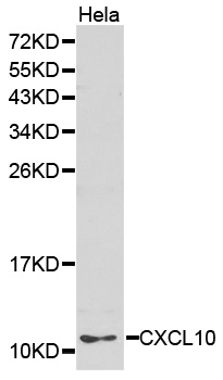 CXCL10 antibody[38240]