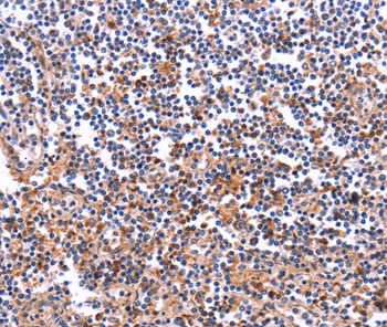 COL20A1 Antibody[36361]