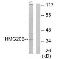 HMG20B Antibody[34088]