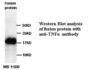 TNF α Antibody[39389]