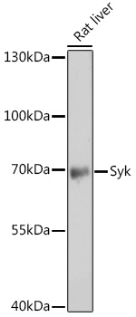 SYK antibody[38370]