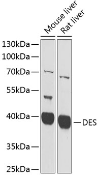 DES Rabbit Polyclonal Antibody