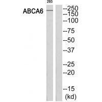 ABCA6 Antibody[34457]