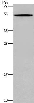 CATSPER3 Antibody[36315]