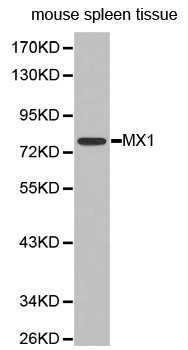MX1 antibody[38296]
