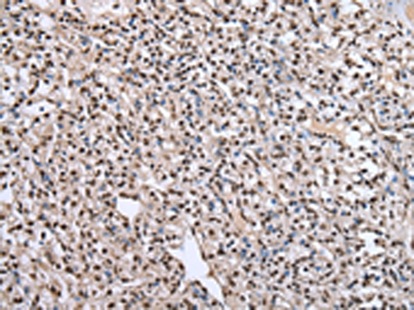 PTBP1 Antibody[43006]
