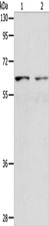 VANGL1 Antibody[35999]