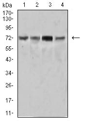 SYK Mouse mAb[64292]
