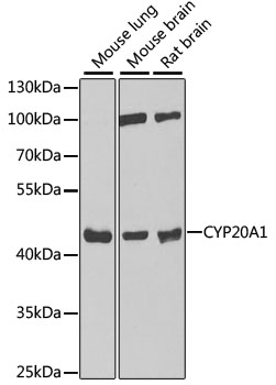 CYP20A1 Rabbit Polyclonal Anti