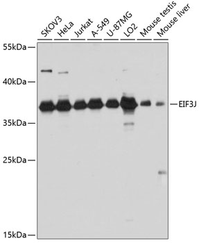 EIF3J Rabbit Polyclonal Antibo