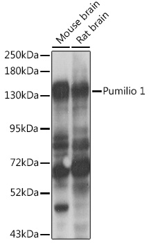 PUM1 Rabbit Polyclonal Antibod