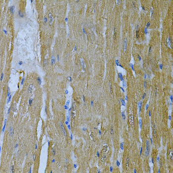 AK1 Rabbit Polyclonal Antibody