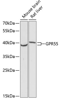 GPR55 Rabbit Polyclonal Antibo
