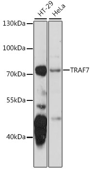 TRAF7 antibody[38575]
