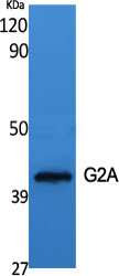 G2A Polyclonal Antibody[40944]