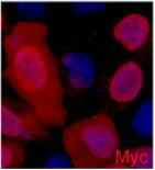 Myc-Tag Monoclonal Antibody(3E