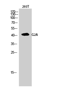 G2A Polyclonal Antibody[40944]