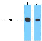 Myc-Tag Monoclonal Antibody(3E