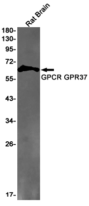 GPR37 Rabbit mAb[52320]