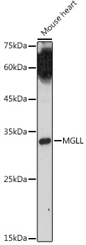 MGLL antibody[39074]
