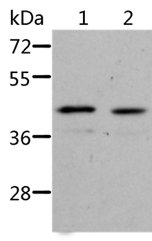 NIF3L1 Antibody[36088]
