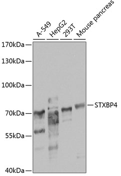 STXBP4 Rabbit Polyclonal Antib