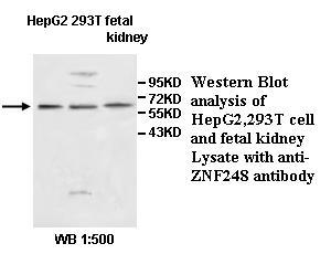 ZNF248 Antibody[39609]