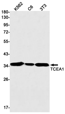 TCEA1 Rabbit mAb[52613]