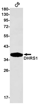 DHRS1 Rabbit mAb[52252]