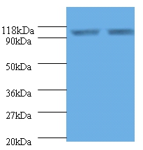 Endoplasmin Polyclonal Antibod