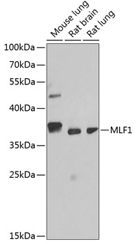 MLF1 Rabbit Polyclonal Antibod
