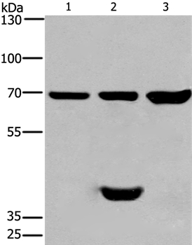 CABLES1 Antibody[36296]