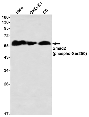 Phospho-Smad2 (Ser250) Rabbit 