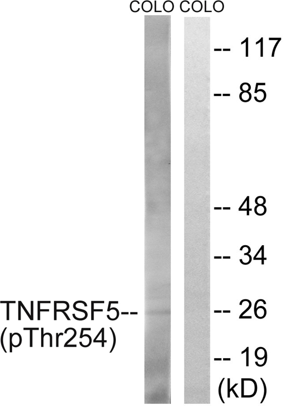 TNFRSF5 (Phospho-Thr254) Antib