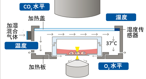 定格癌魔一举一动：从肿瘤微环境到显微视域