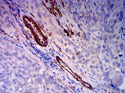 CD34 Mouse mAb[63364]