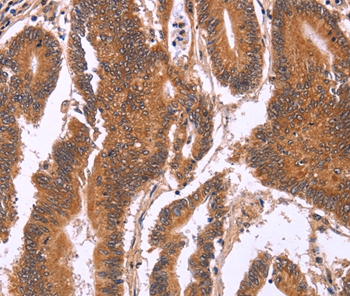 CDC37L1 Antibody[36333]