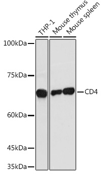 CD4 antibody[38251]