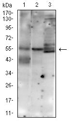 MUC13 Mouse mAb[63966]