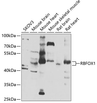 RBFOX1 Rabbit Polyclonal Antib