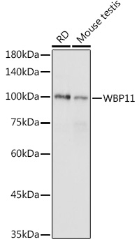 WBP11 Rabbit Polyclonal Antibo