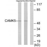 CAMK5 Antibody[33970]
